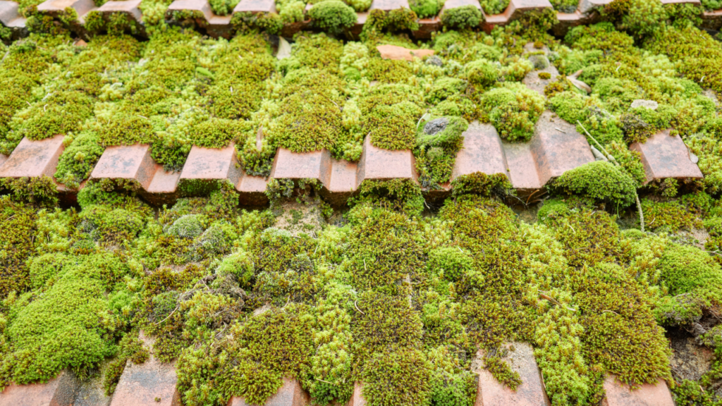 Roof Moss Removal Portland